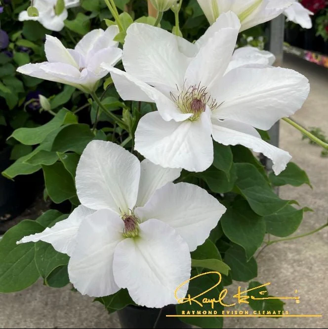 Guernsey Flute™ Clematis