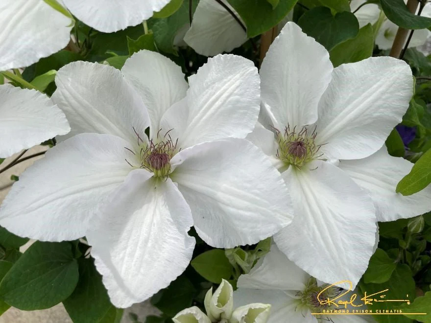 Guernsey Flute™ Clematis - Image 2