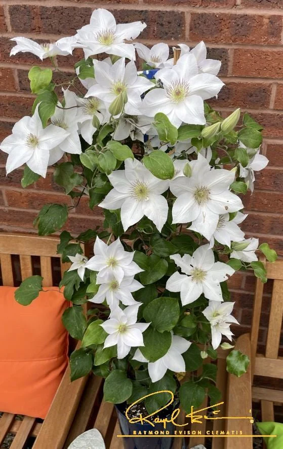 Guernsey Flute™ Clematis - Image 3