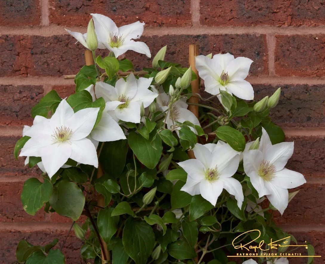 Guernsey Flute™ Clematis - Image 4