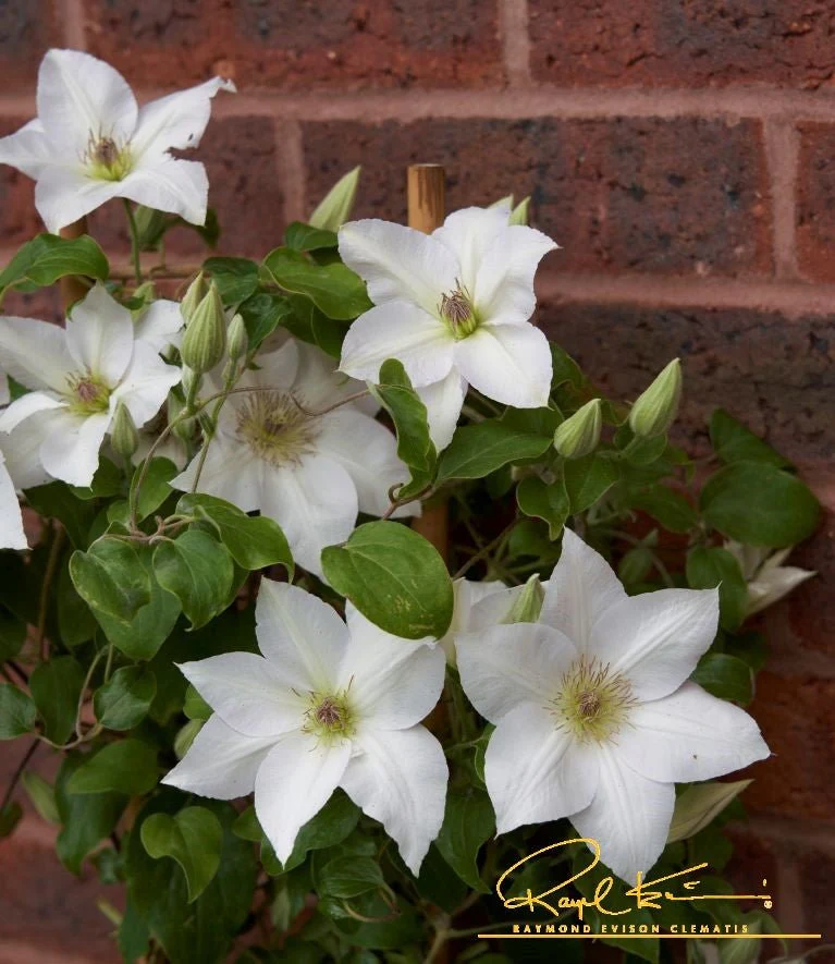Guernsey Flute™ Clematis - Image 5