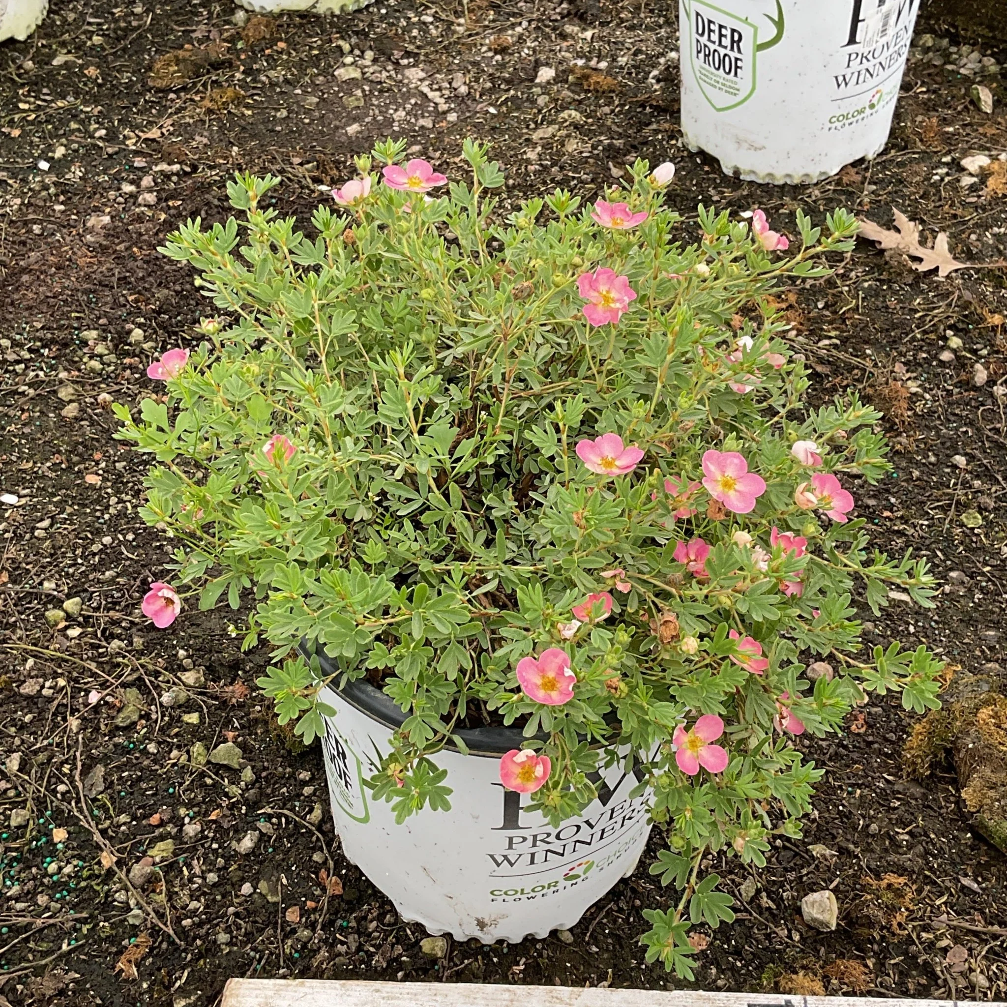 Happy Face Hearts® Potentilla - Image 3