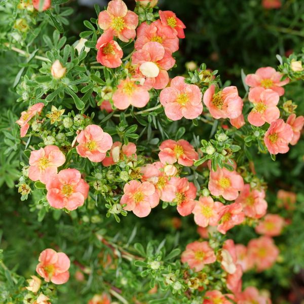 Happy Face® Orange Potentilla - Image 3