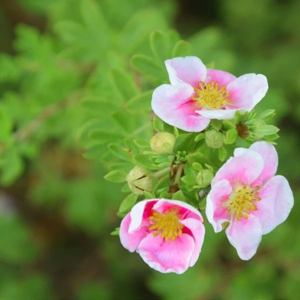 Happy Face® Pink Paradise Potentilla