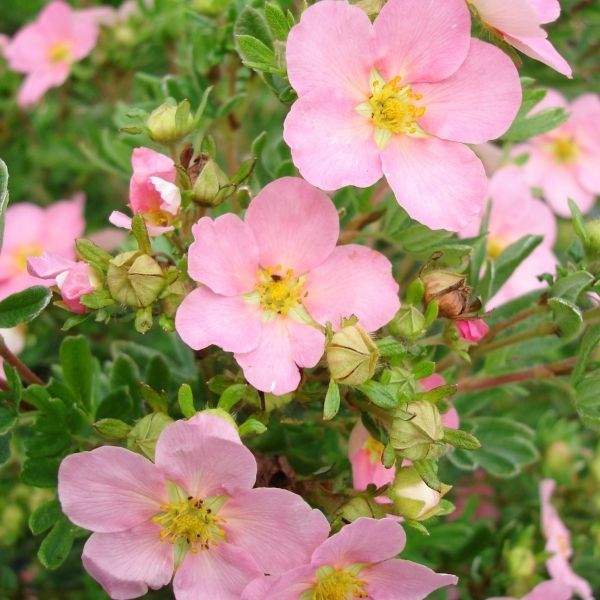 Happy Face® Pink Paradise Potentilla - Image 2