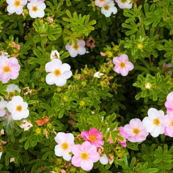 Happy Face® Pink Paradise Potentilla - Image 3