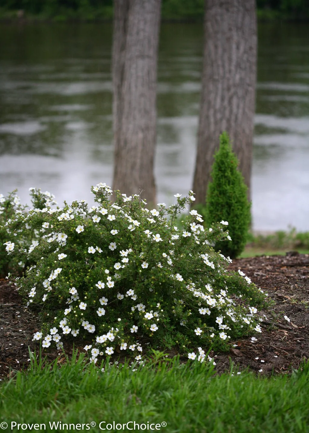 Happy Face® White Potentilla - Image 2