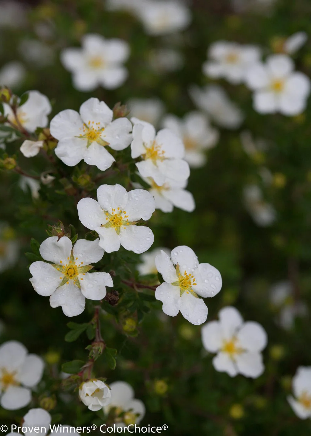 Happy Face® White Potentilla - Image 3