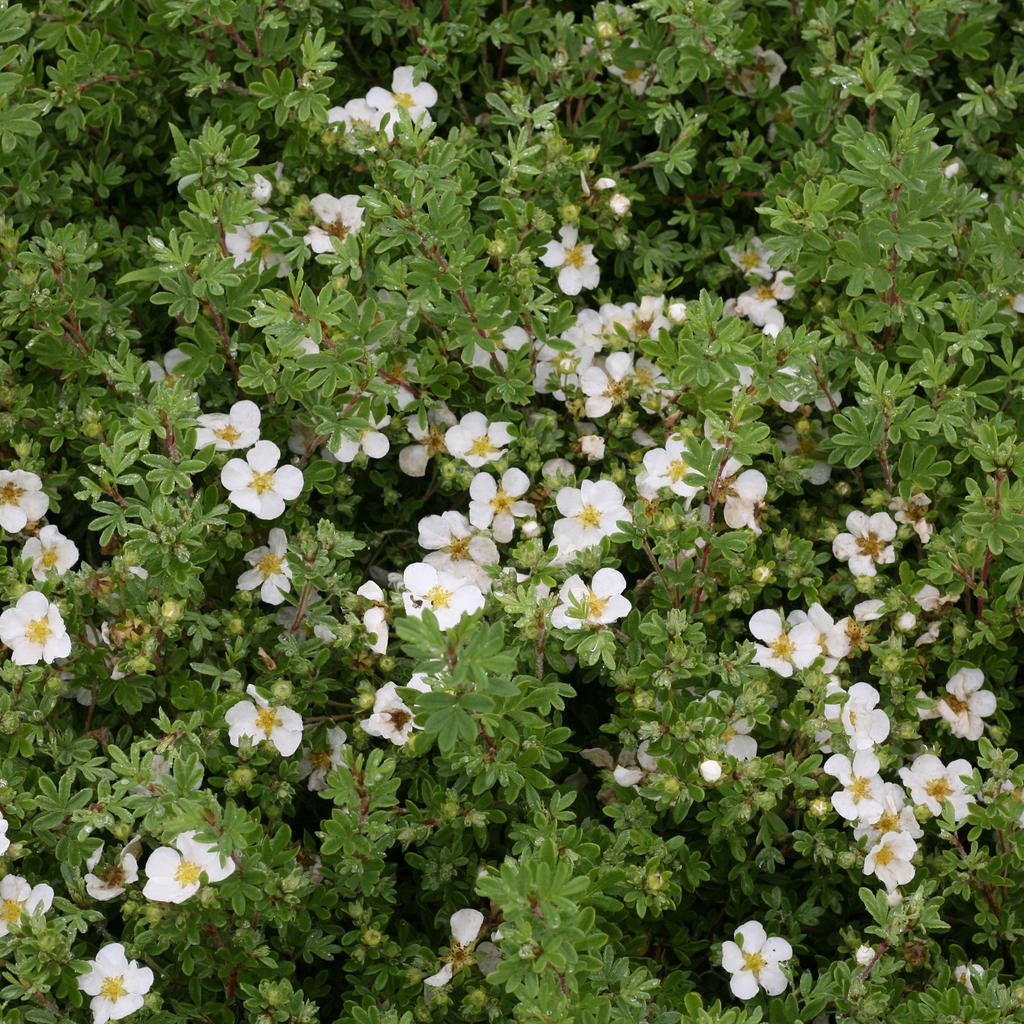 Happy Face® White Potentilla - Image 4