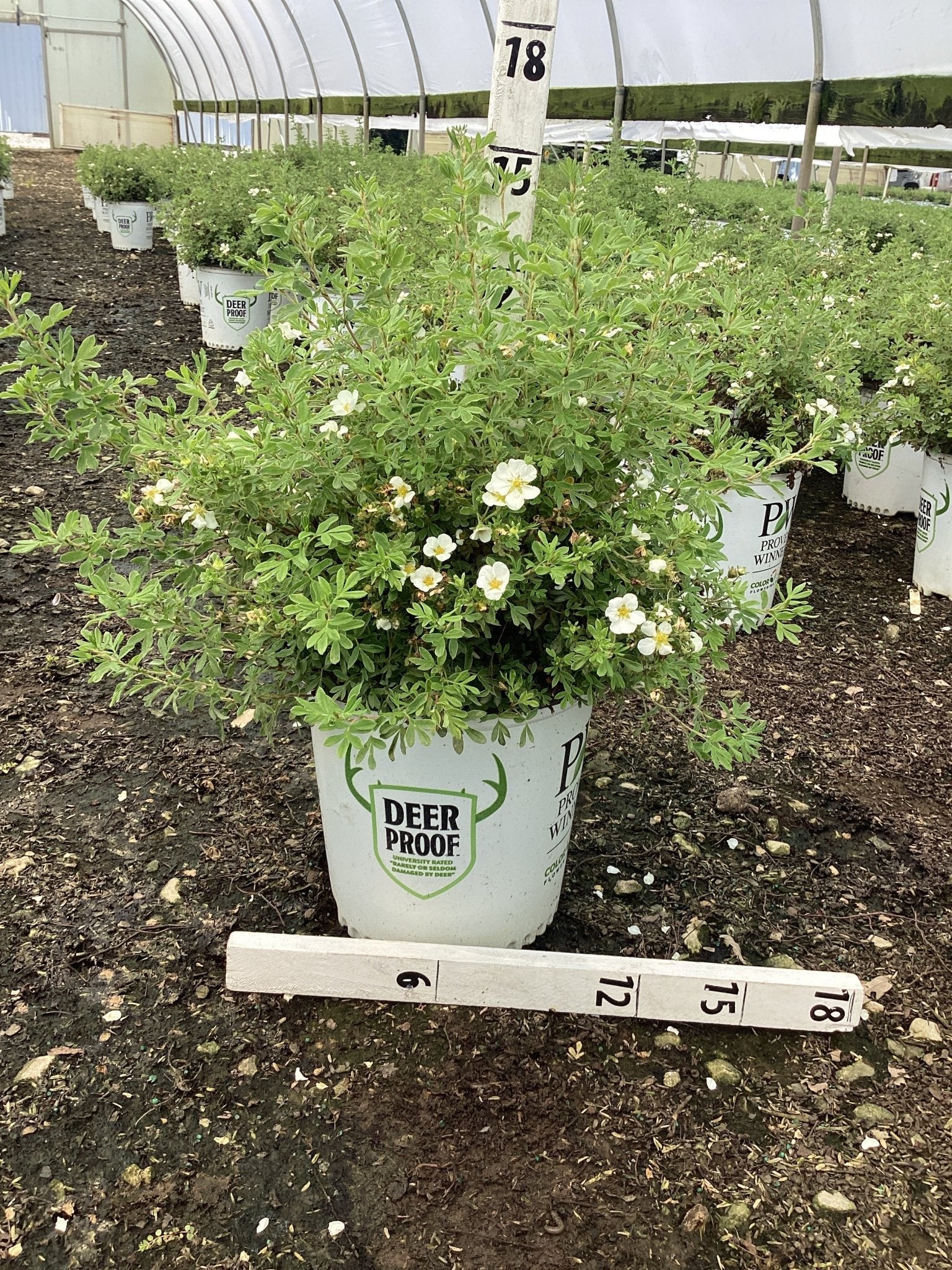 Happy Face® White Potentilla - Image 5