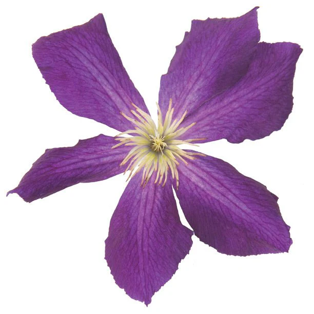 Happy Jack® Purple Clematis - Image 2