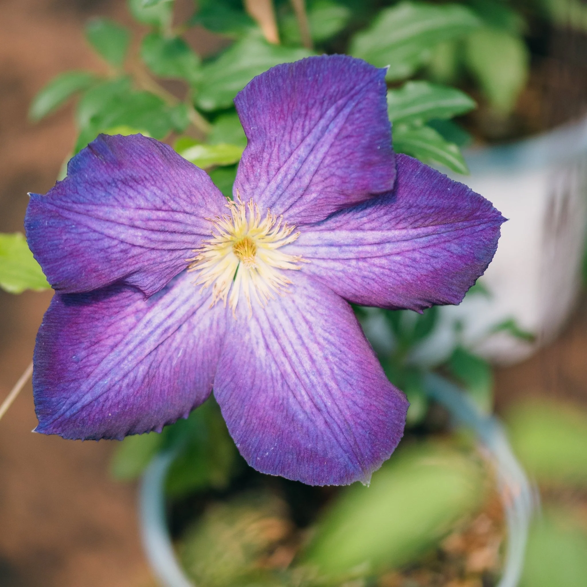 Happy Jack® Purple Clematis - Image 3