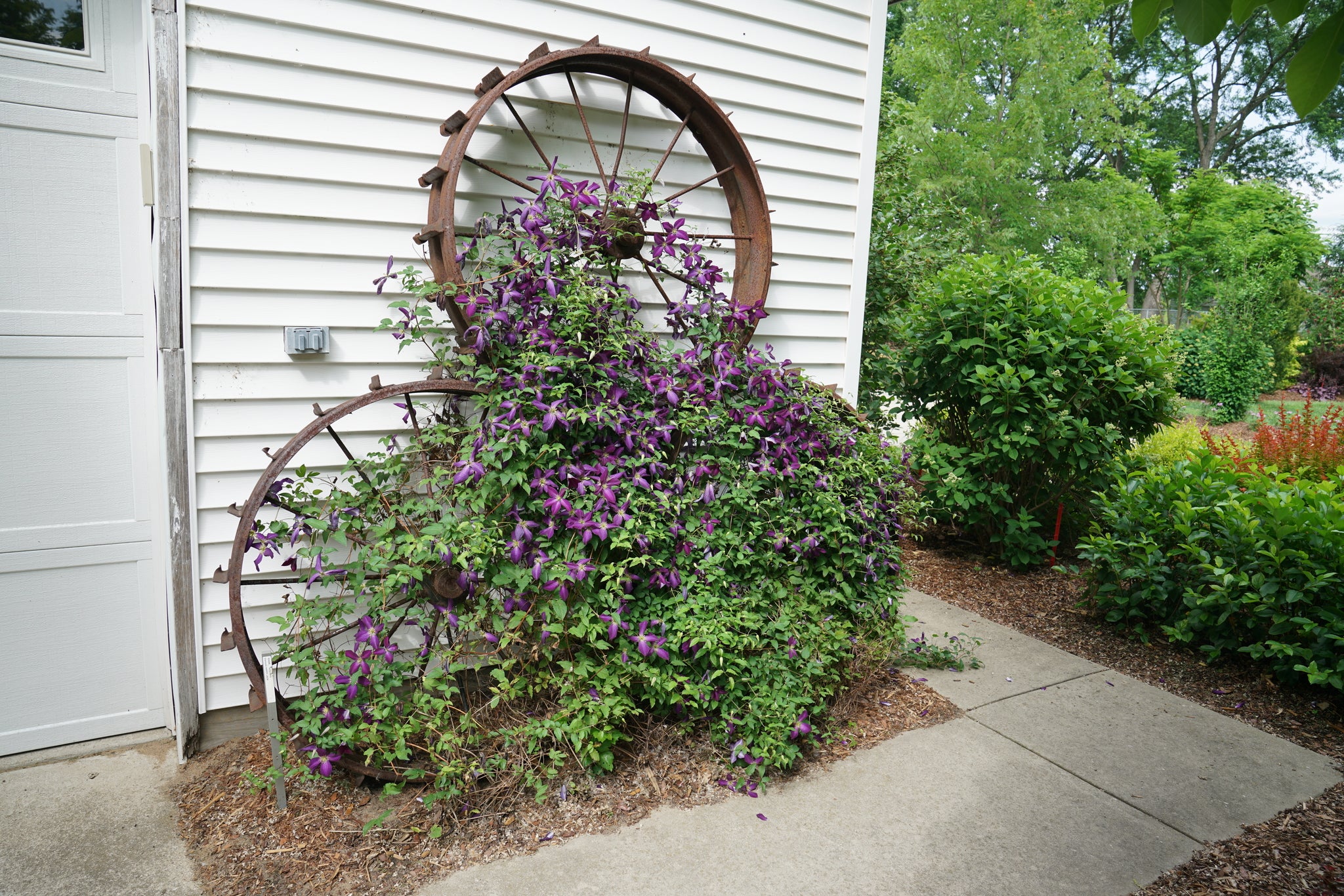 Happy Jack® Purple Clematis - Image 4