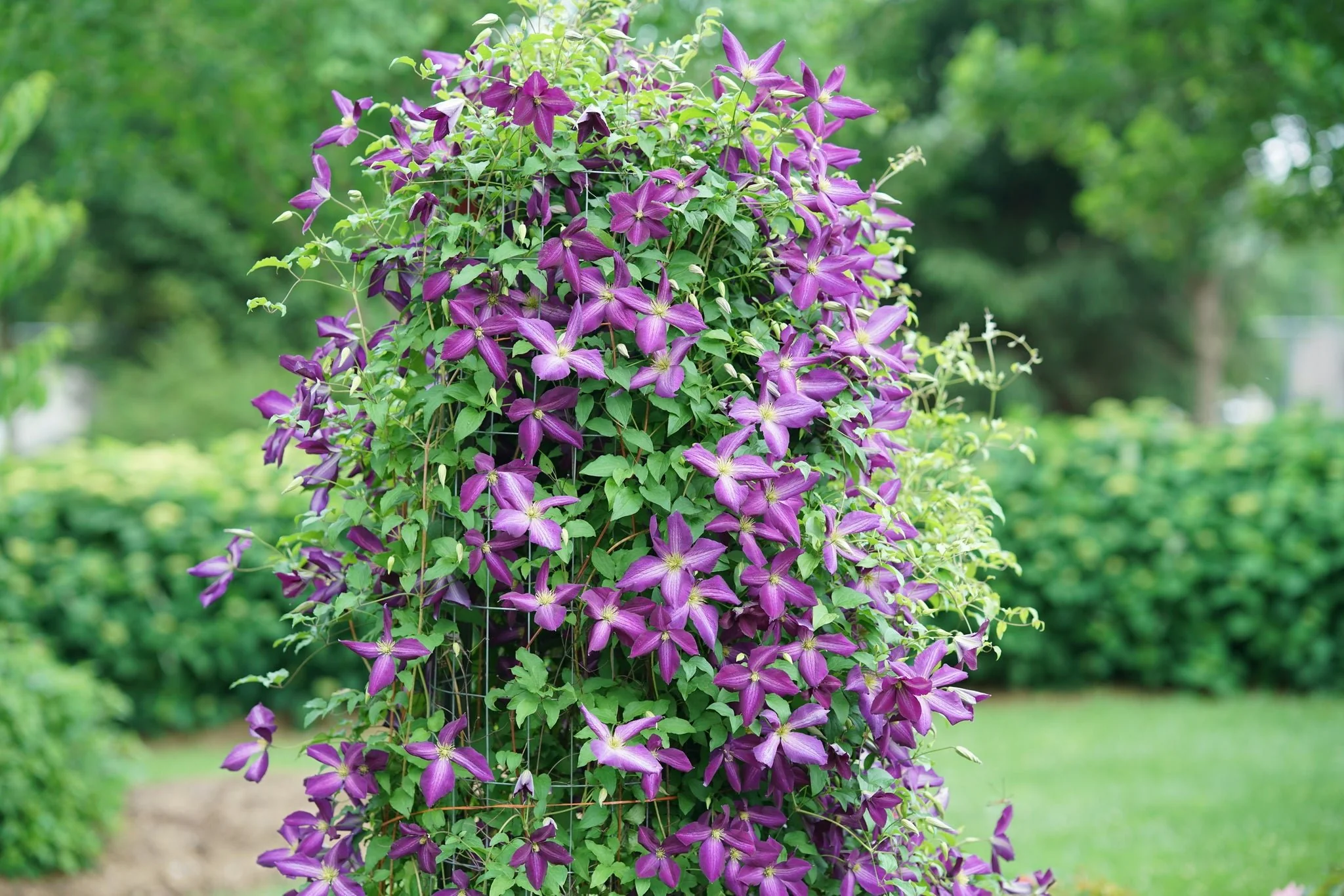 Happy Jack® Purple Clematis - Image 5