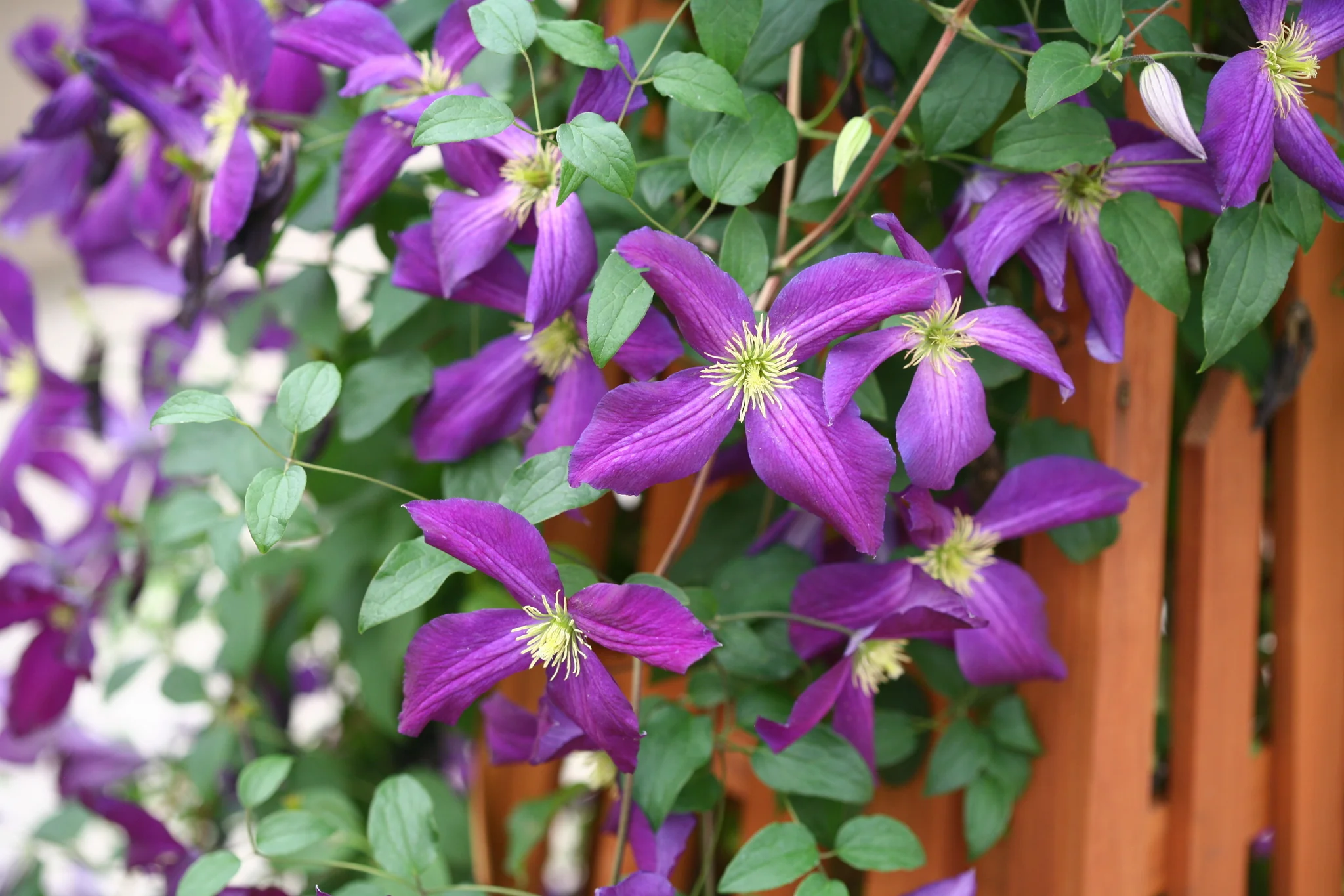 Happy Jack® Purple Clematis - Image 7