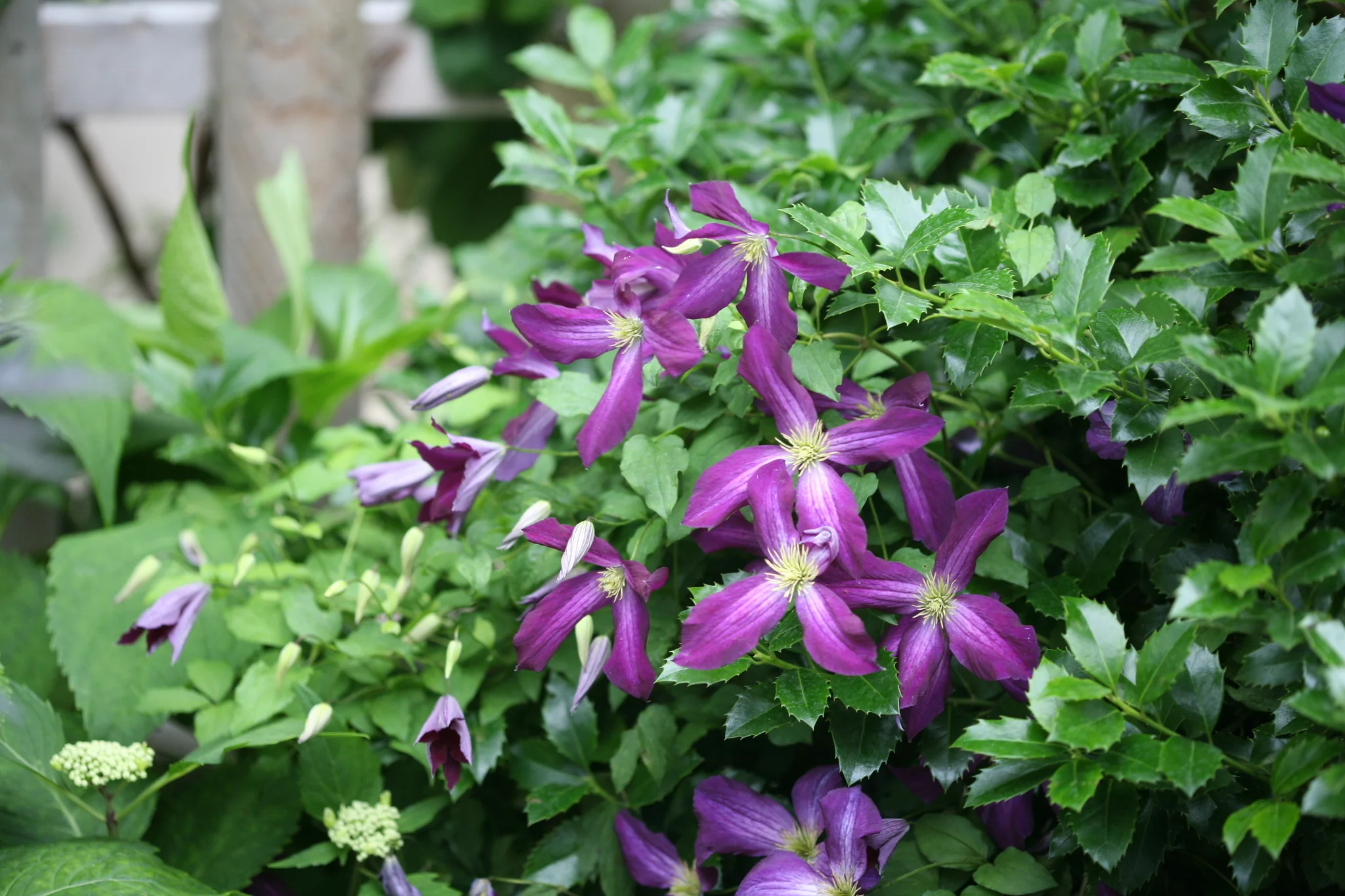 Happy Jack® Purple Clematis - Image 8