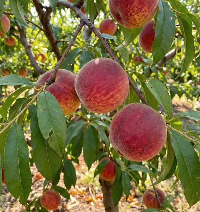 Harvester Peach