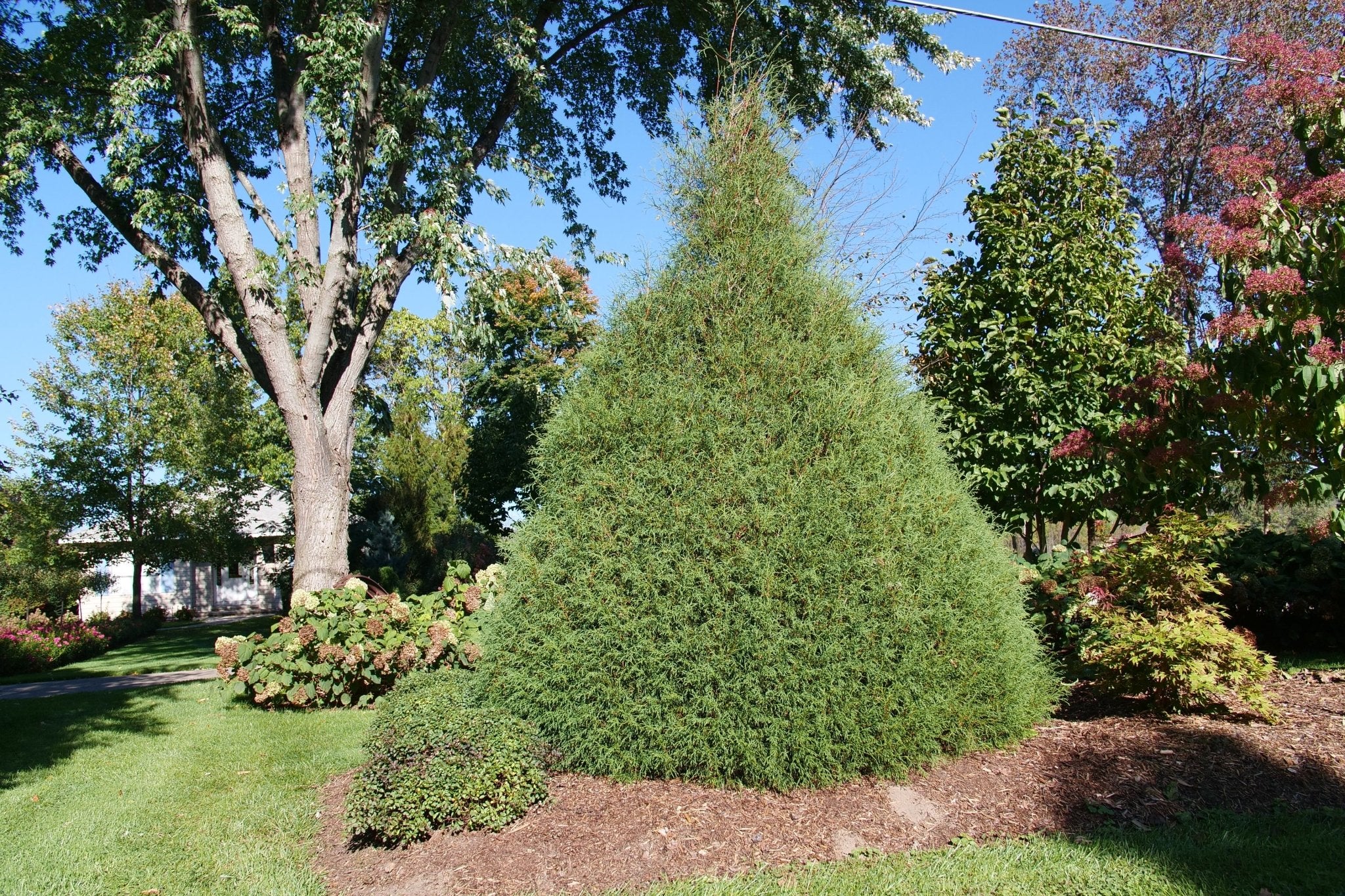 Haywire™ False Cypress - Image 2