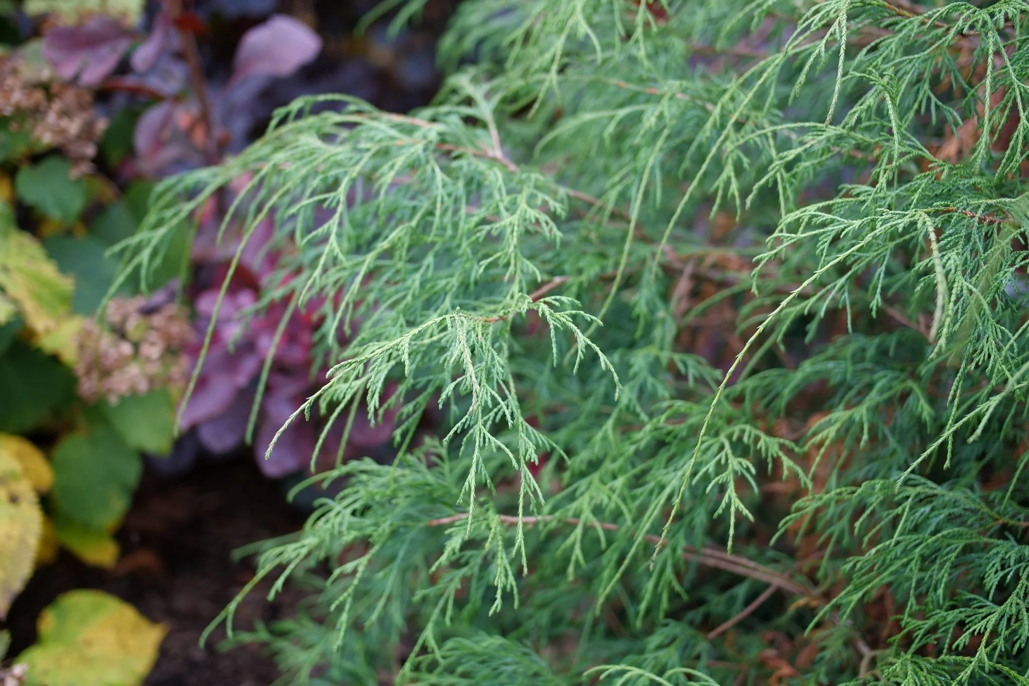 Haywire™ False Cypress - Image 3