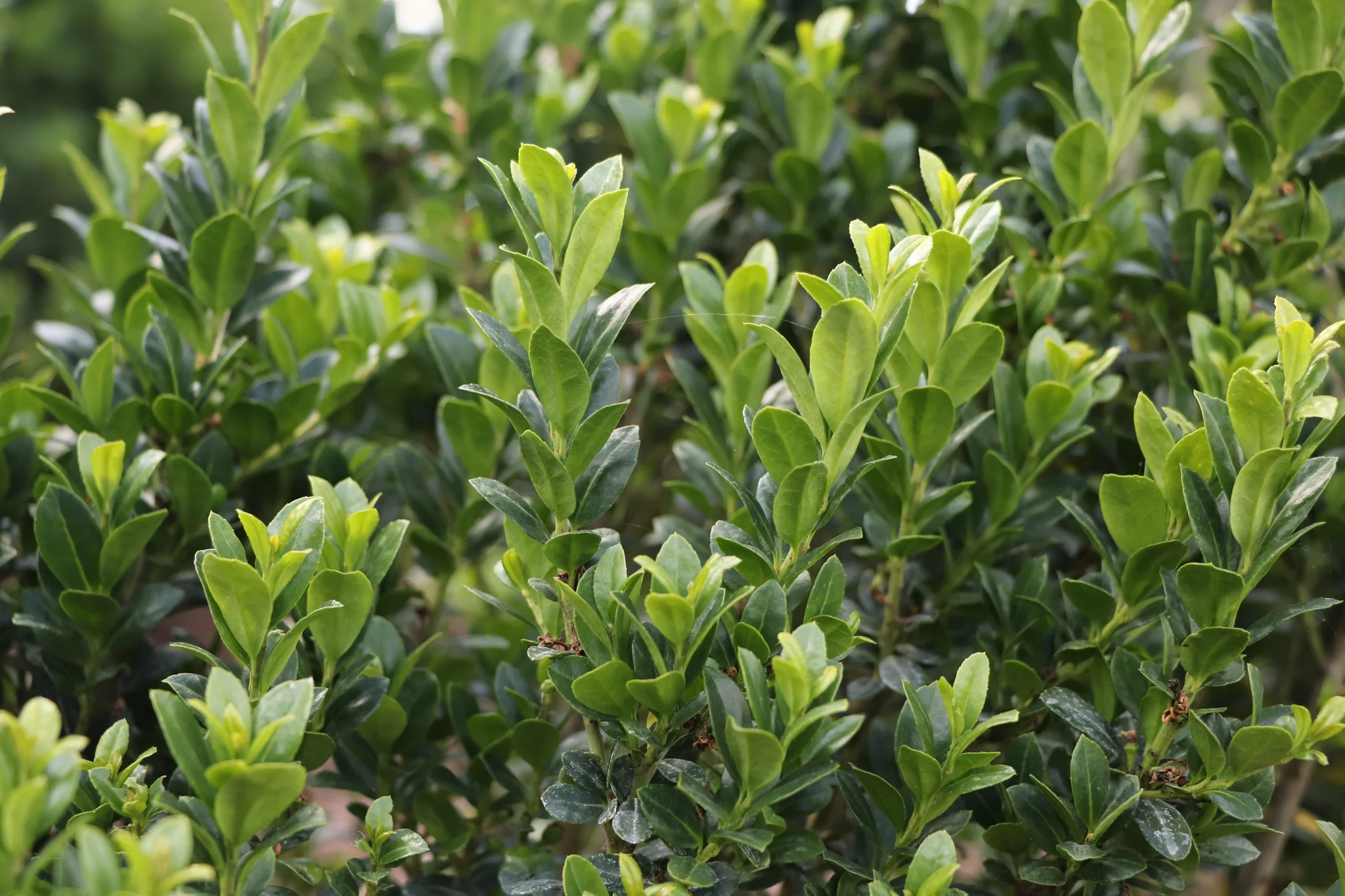 Hedge Box Japanese Holly - Image 2