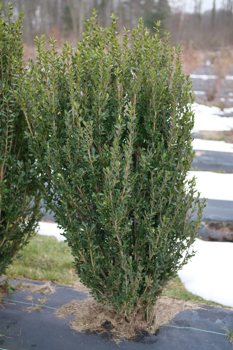 Hedge Box Japanese Holly - Image 3