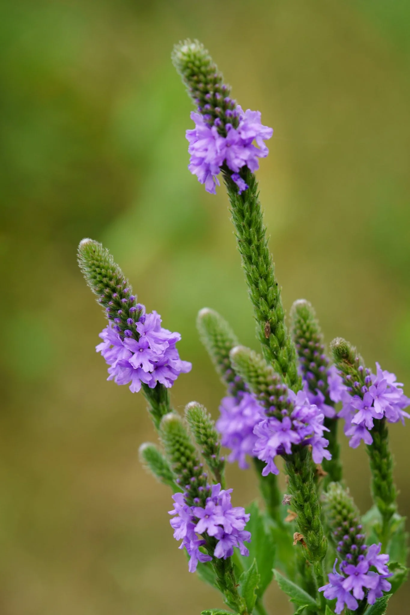 Hoary Vervain