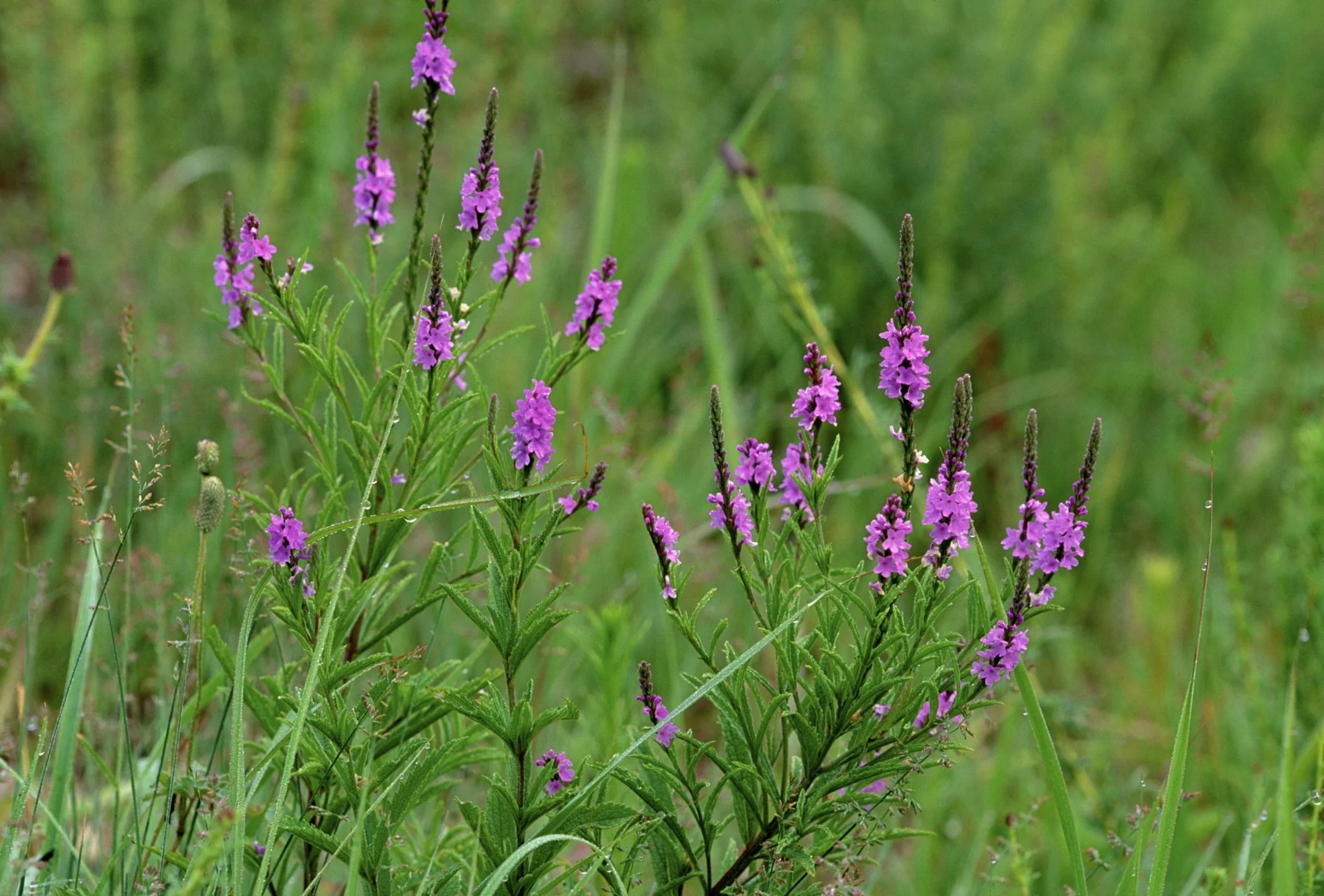 Hoary Vervain - Image 2