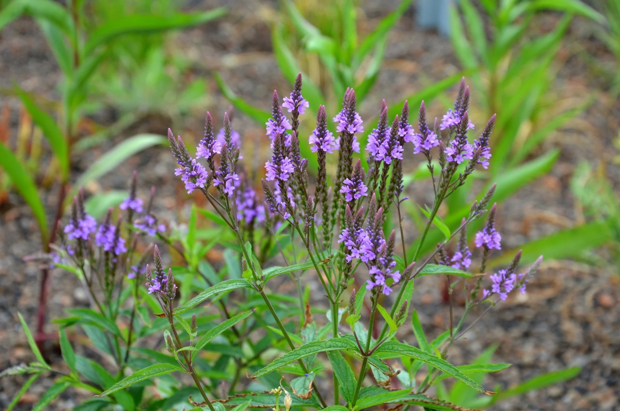 Hoary Vervain - Image 3