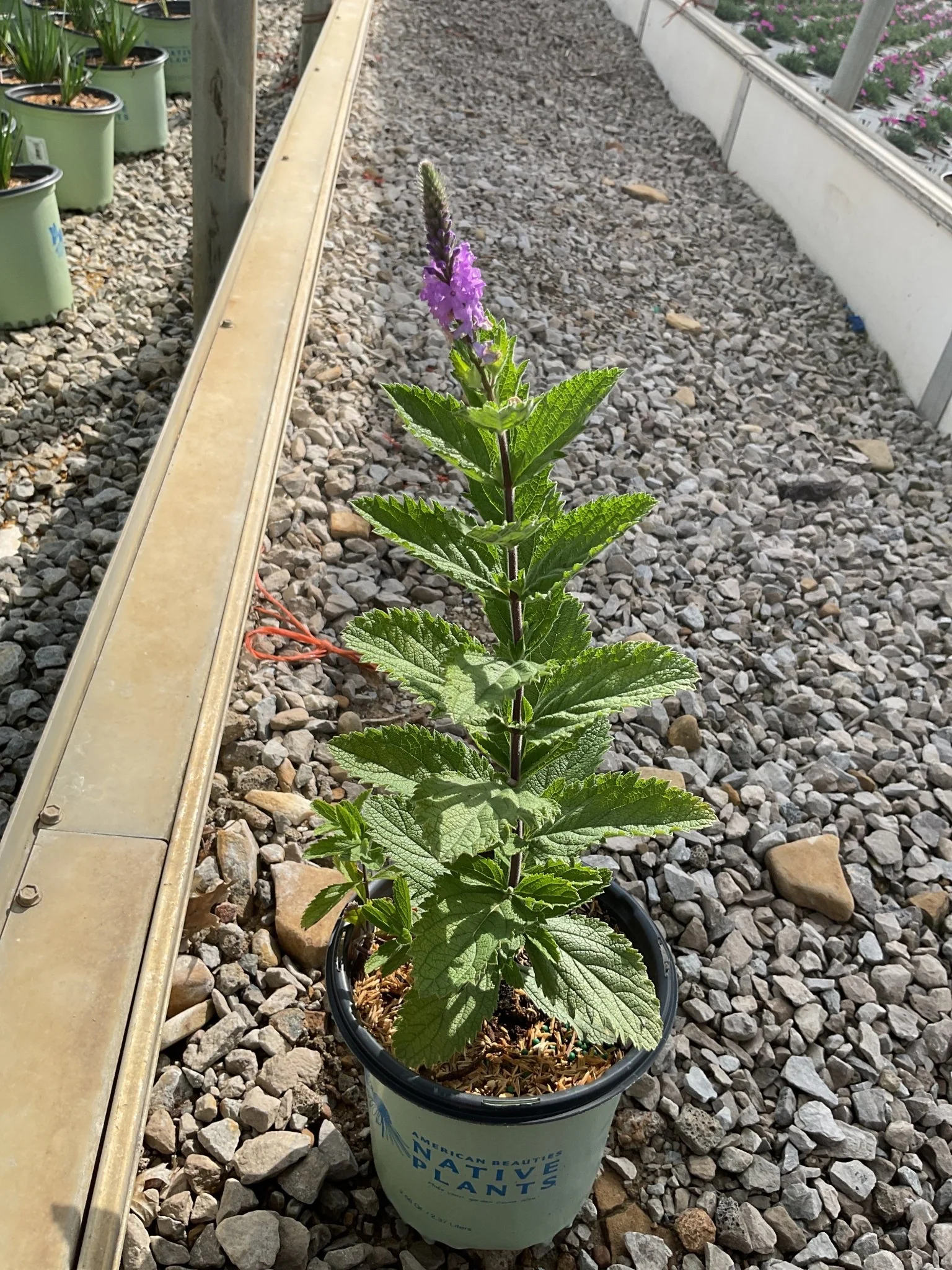 Hoary Vervain - Image 4
