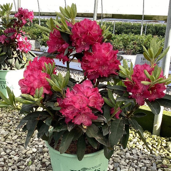 Holden’s™ Red Rhododendron