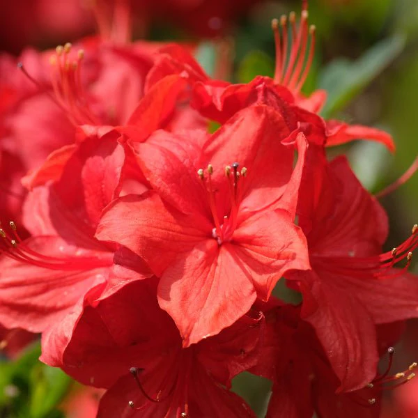 Holden’s™ Red Rhododendron - Image 2
