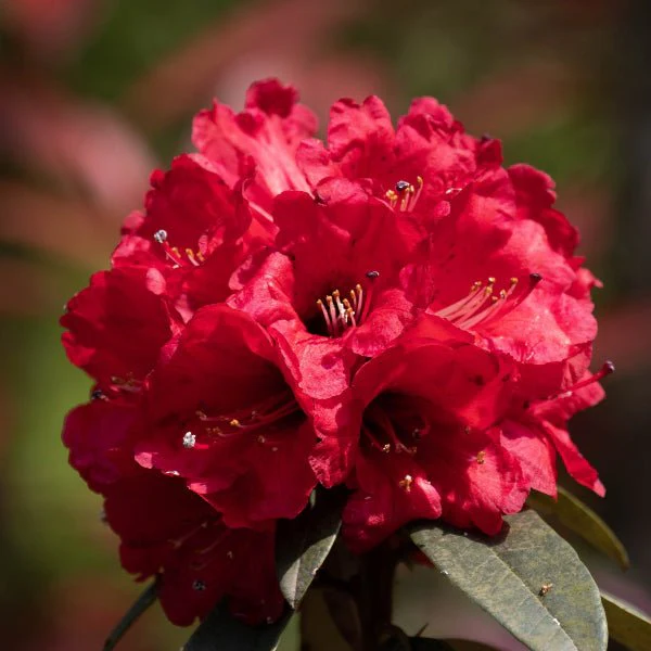 Holden’s™ Red Rhododendron - Image 3