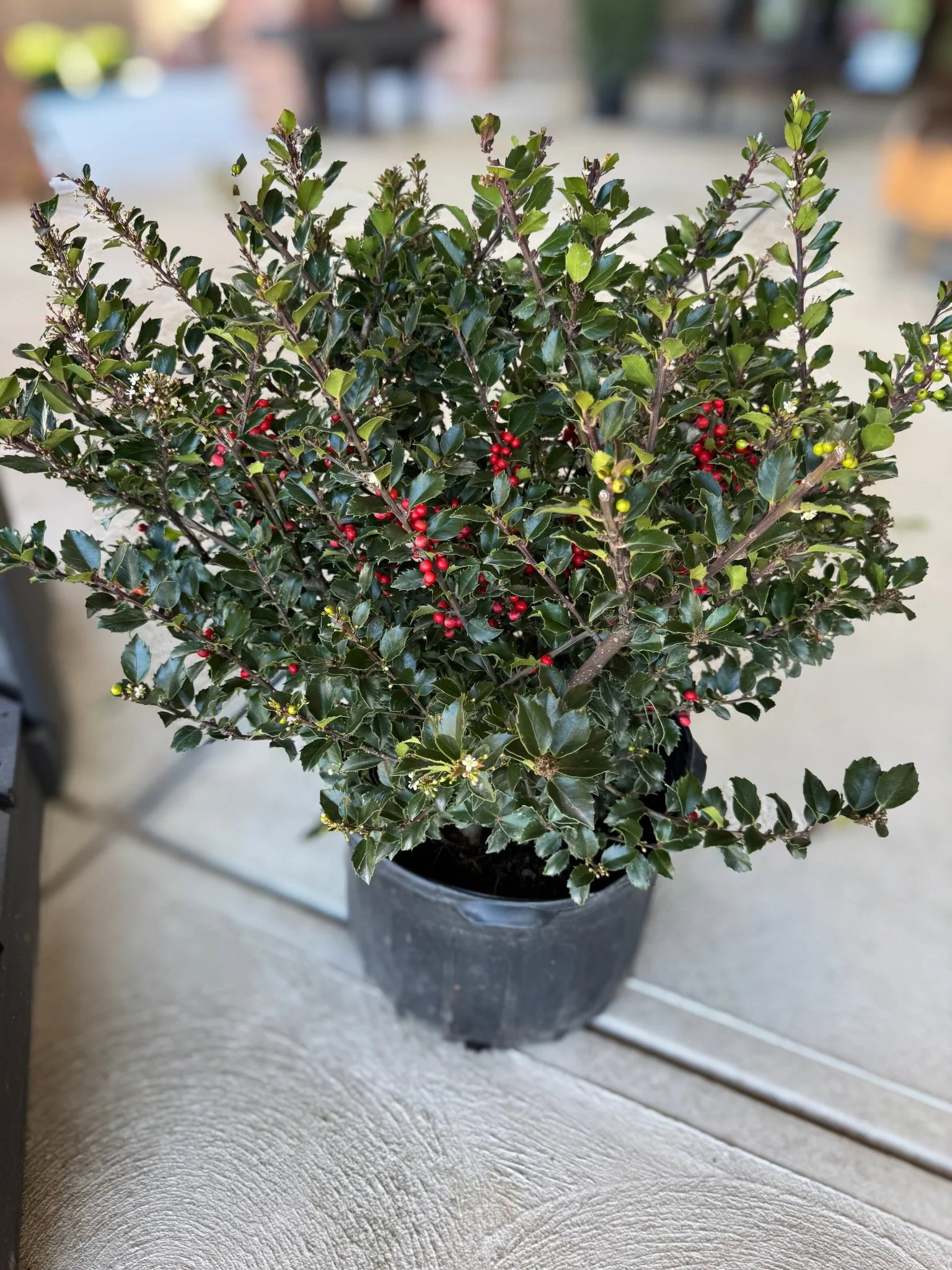 Royal Family Holly Combo