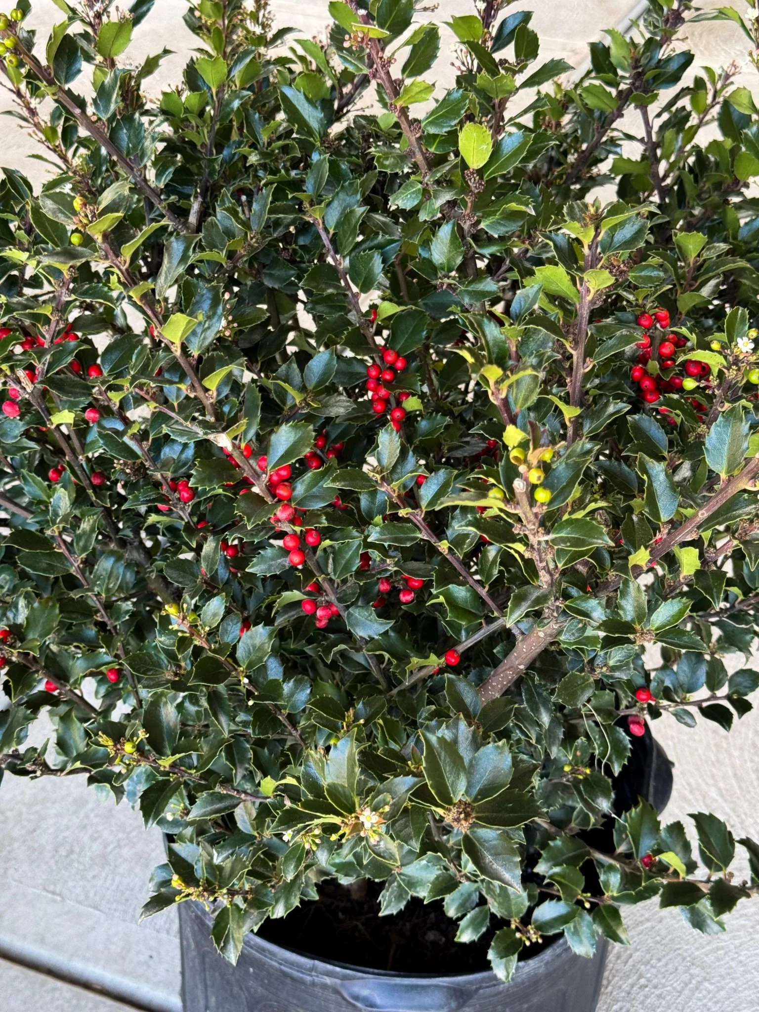 Royal Family Holly Combo - Image 2