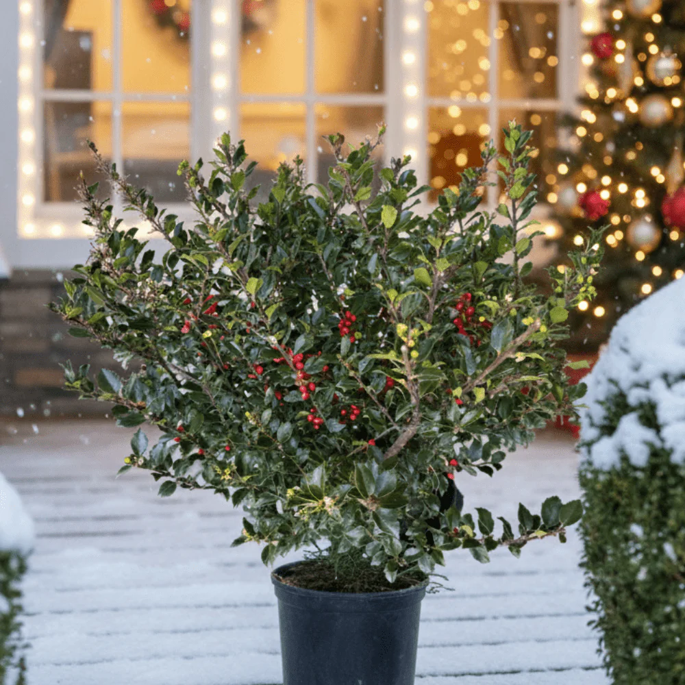 Royal Family Holly Combo - Image 7