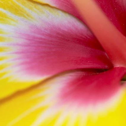 Hollywood™ Hibiscus Chatty Cathy™ - Image 3