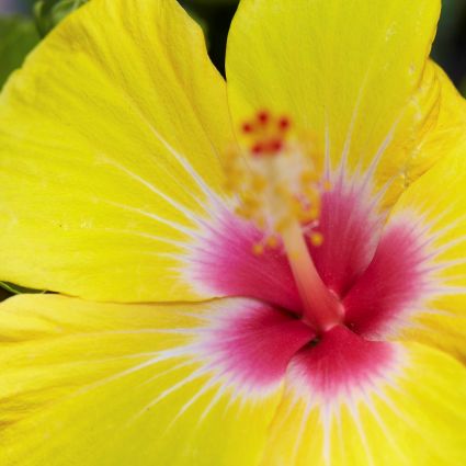 Hollywood™ Hibiscus Chatty Cathy™ - Image 4