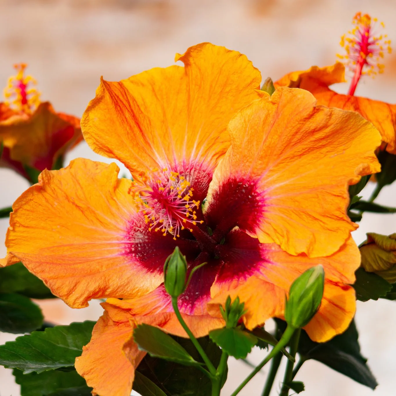 Hollywood Hibiscus™ Disco Diva™ - Image 2