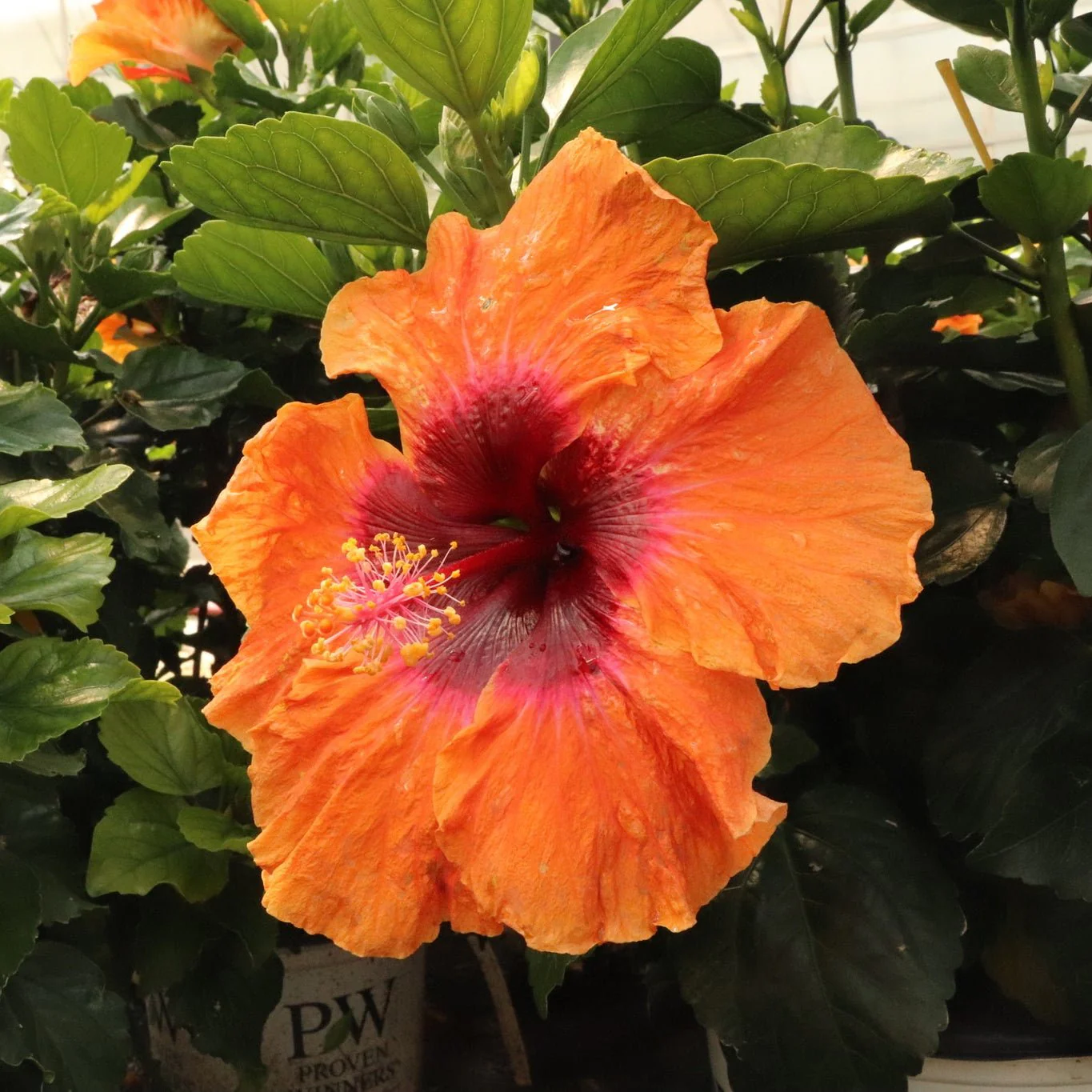 Hollywood Hibiscus™ Disco Diva™ - Image 3