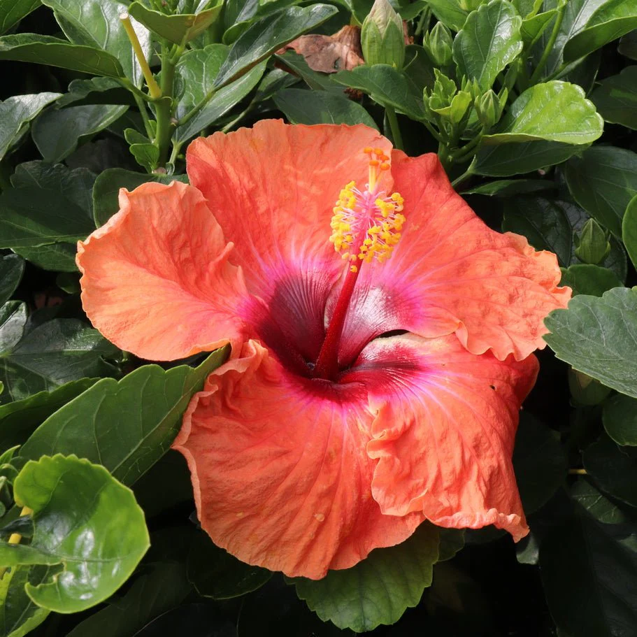 Hollywood Hibiscus™ Disco Diva™ - Image 4