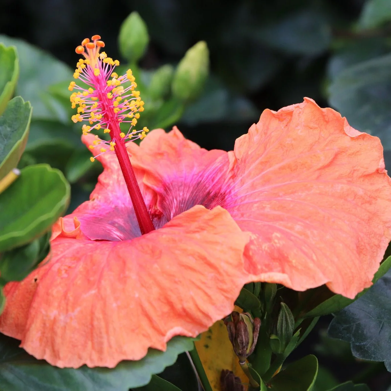 Hollywood Hibiscus™ Disco Diva™ - Image 5