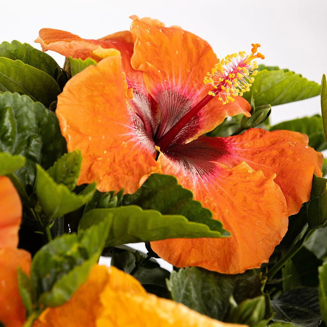 Hollywood Hibiscus™ Disco Diva™ - Image 6