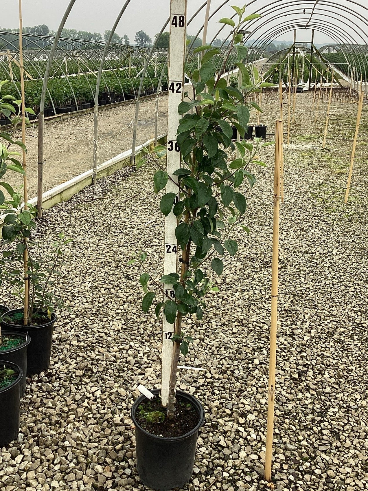 Honeycrisp Apple Tree - Image 4