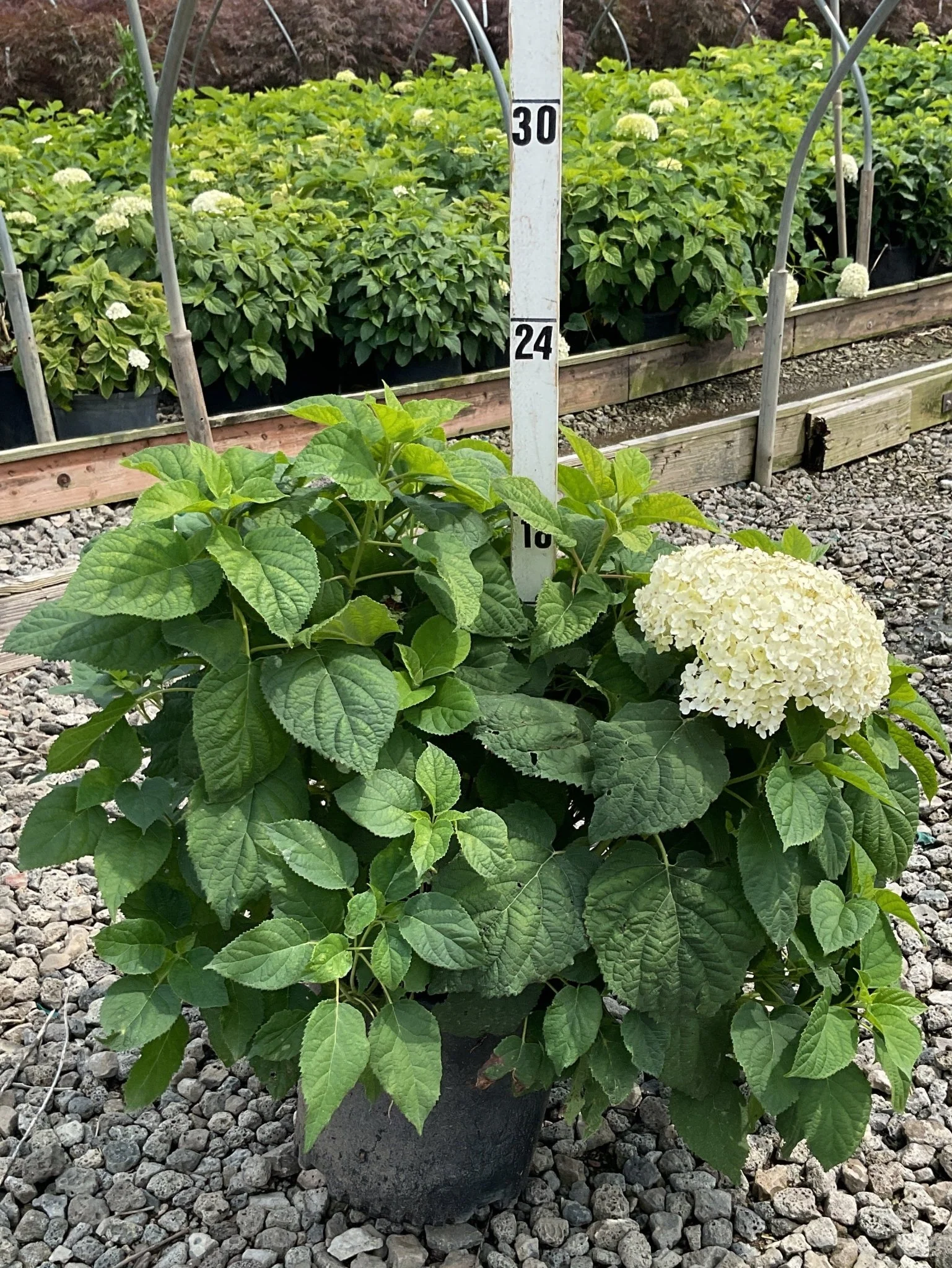 Annabelle Hydrangea - Image 5