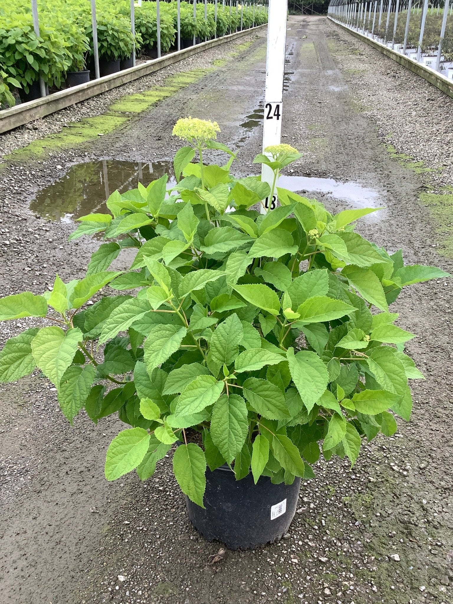 Annabelle Hydrangea - Image 6