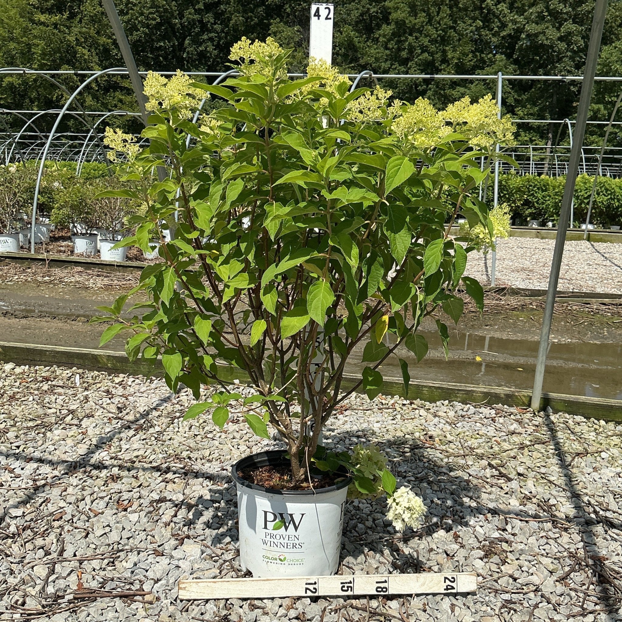 Limelight Panicle Hydrangea - Image 5