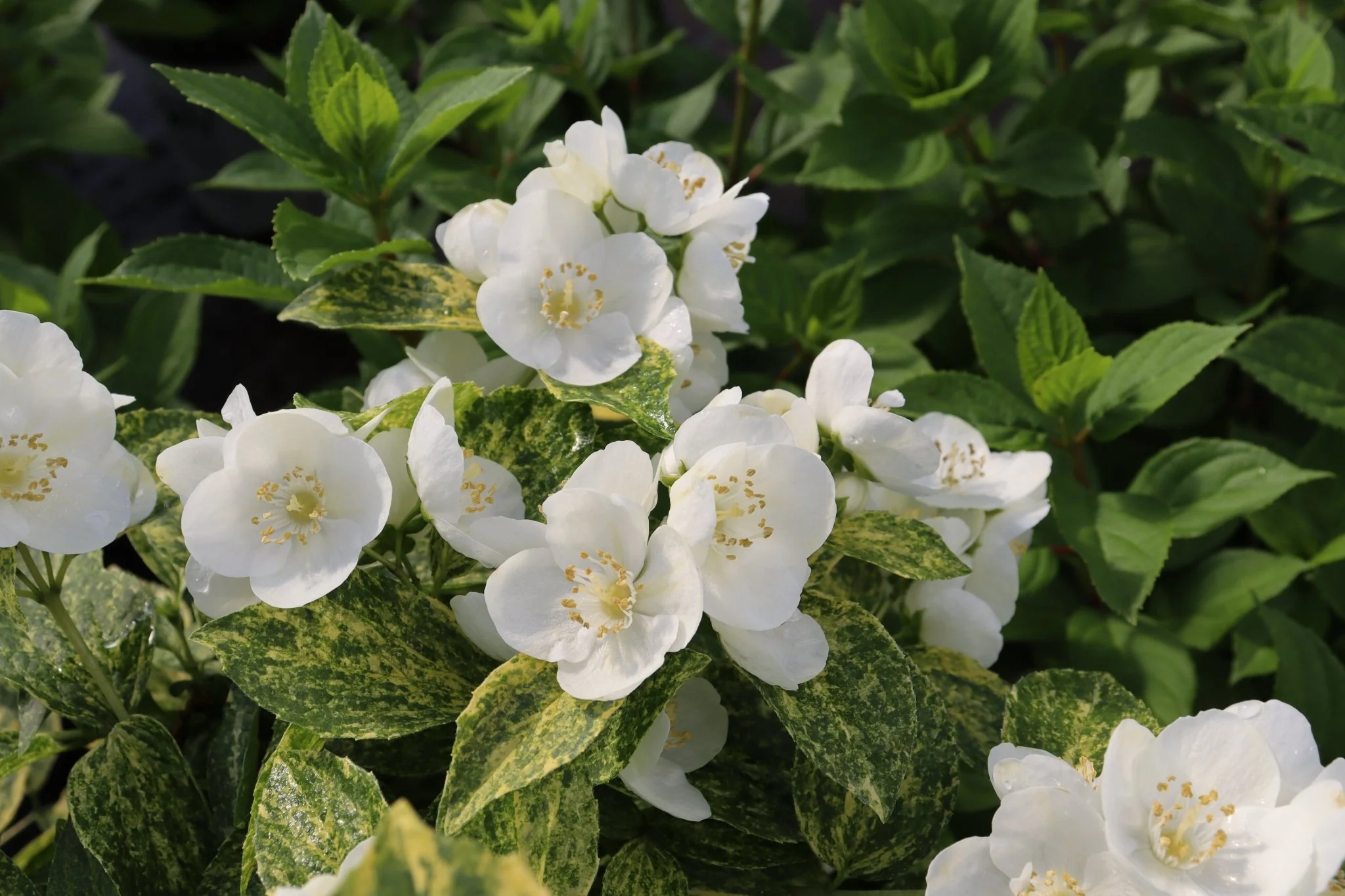 Illuminati Sparks™ Mock Orange