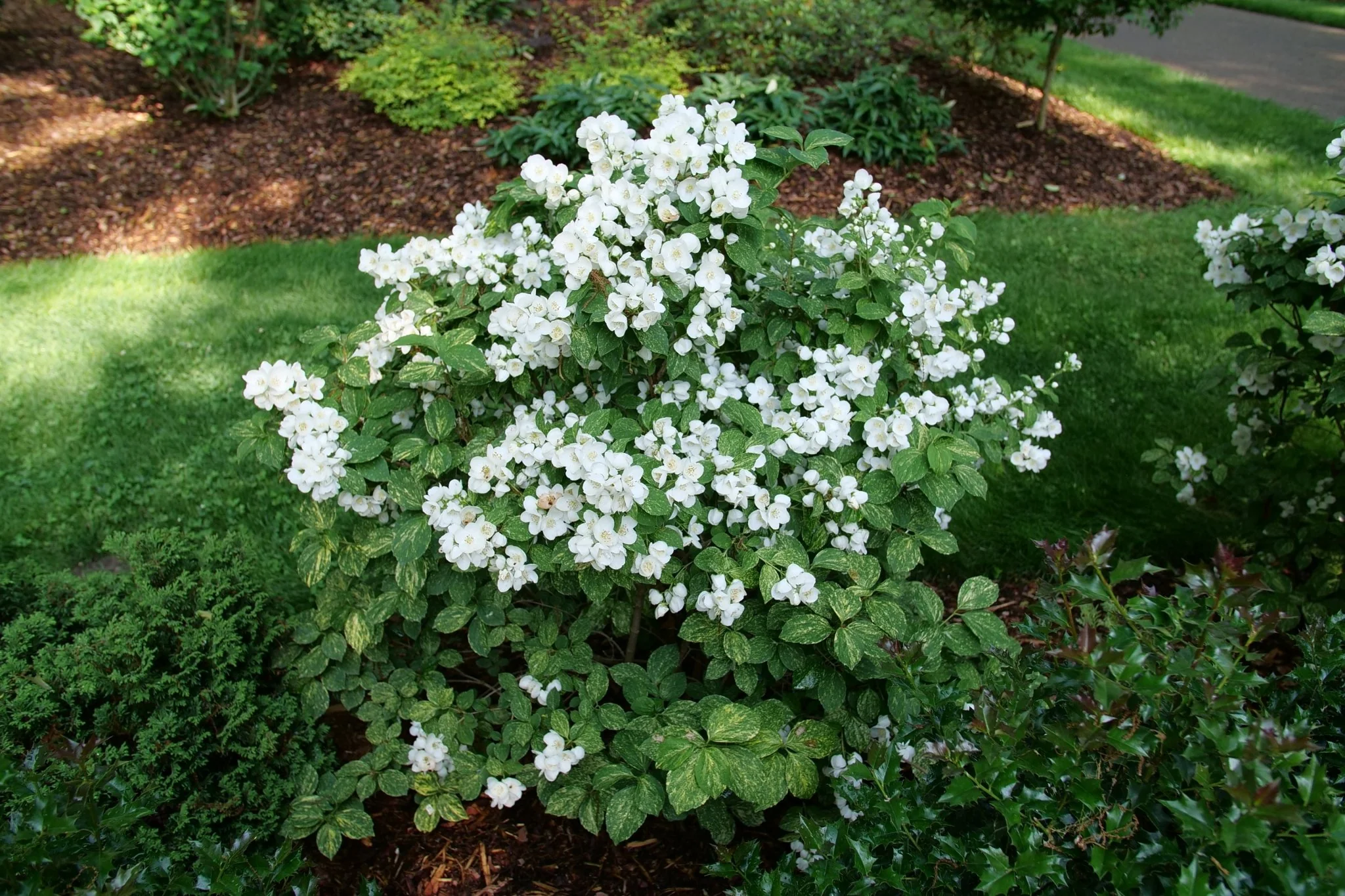 Illuminati Sparks™ Mock Orange - Image 2