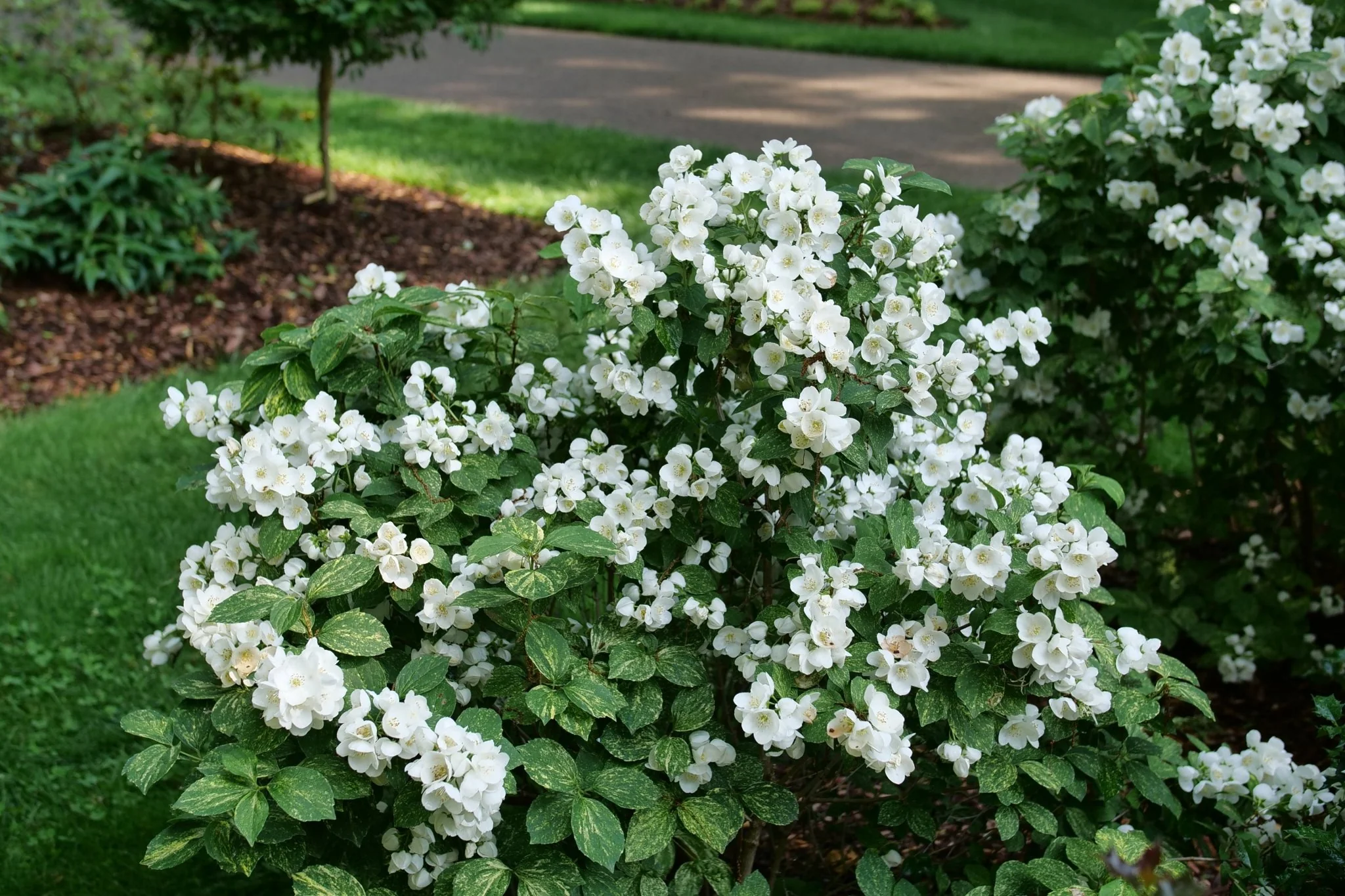 Illuminati Sparks™ Mock Orange - Image 3