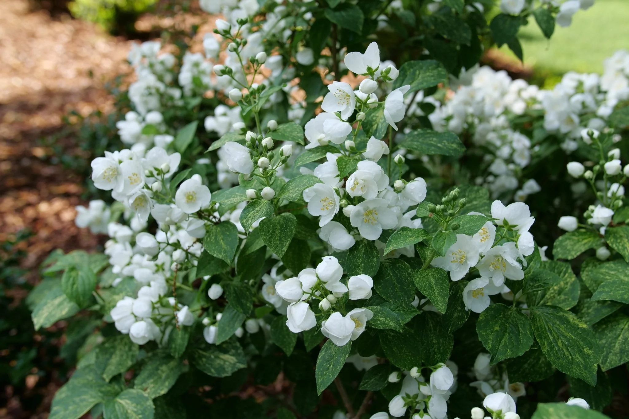 Illuminati Sparks™ Mock Orange - Image 4